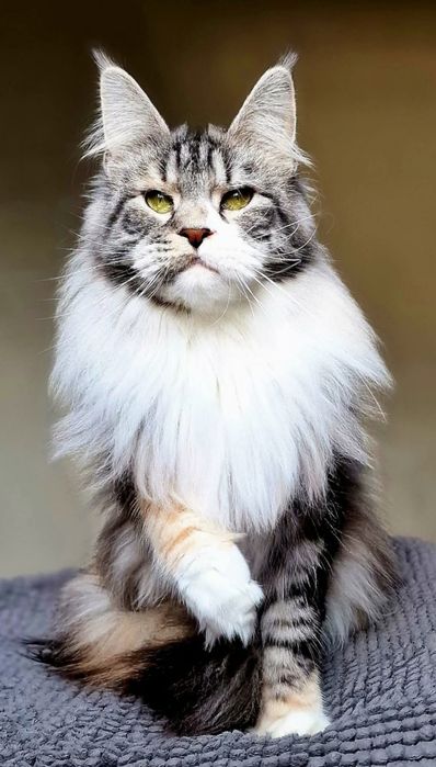 Maine coon, piękna kotka pohodowlana