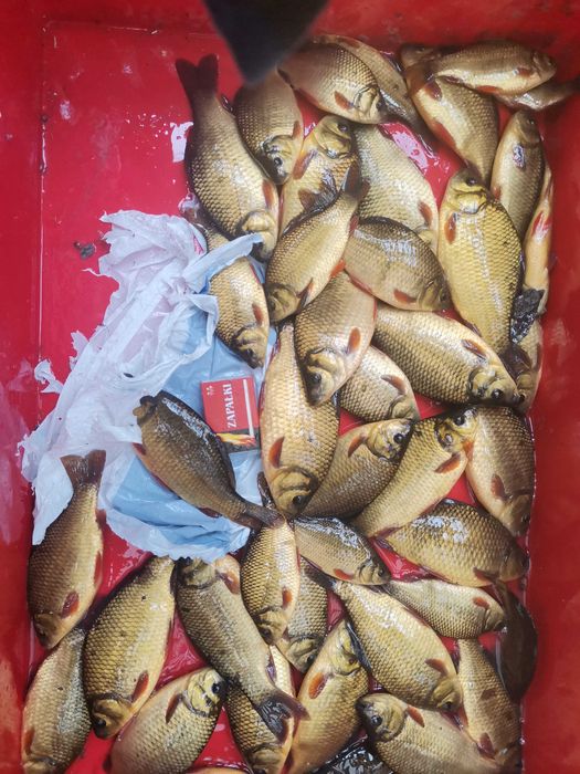 pakiet amur  150szt tołpyga 75szt karp 75szti inne pstrąg lin karaś tołpyga amur