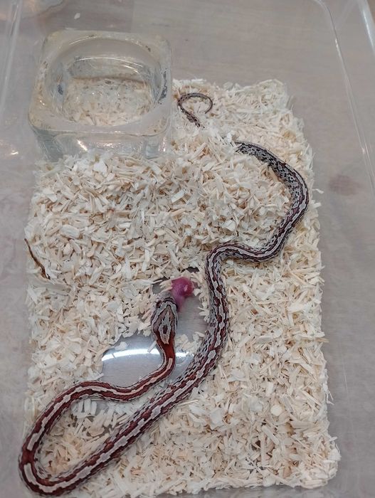 Wąż zbożowy nr 29. Tessera, SAMIEC - sklep terrarystyczny ANIMALE