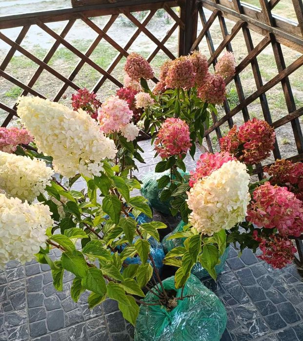 Гортензії волотисті -дорослі кущі