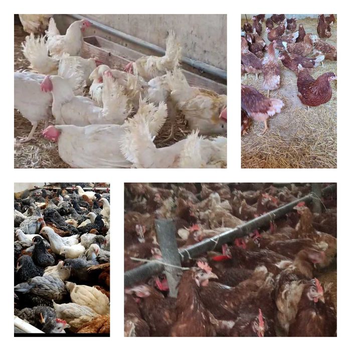 Продам кури несушки! Доставка безкоштовна. Чорнобай!