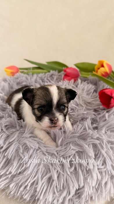 Chihuahua długowłosa