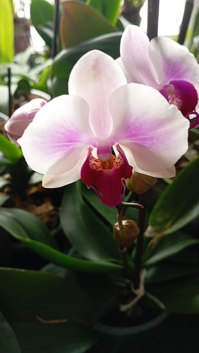 Орхідеї Фалінопсис Сурф Сонг, Мірафлор, Мікі Гейша