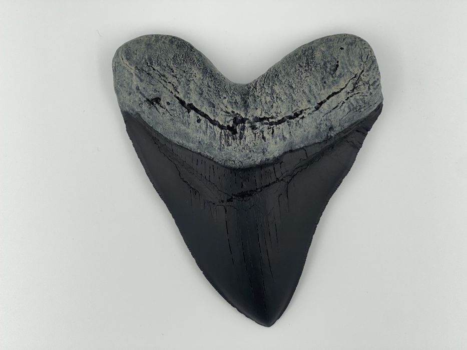 Зуб мегалодона. Зуб акулы. Окаменелости