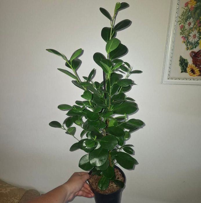 Фікуси різних сортів, лавр кімнатний