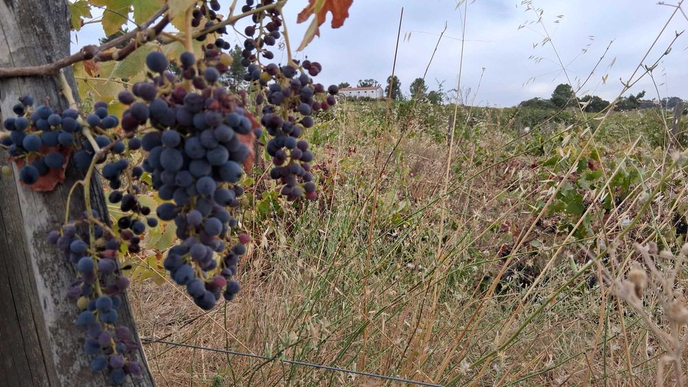 Terreno em São Miguel De Acha
