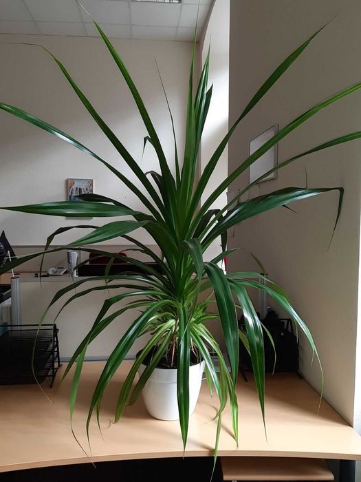 Продаю цветы в горшках