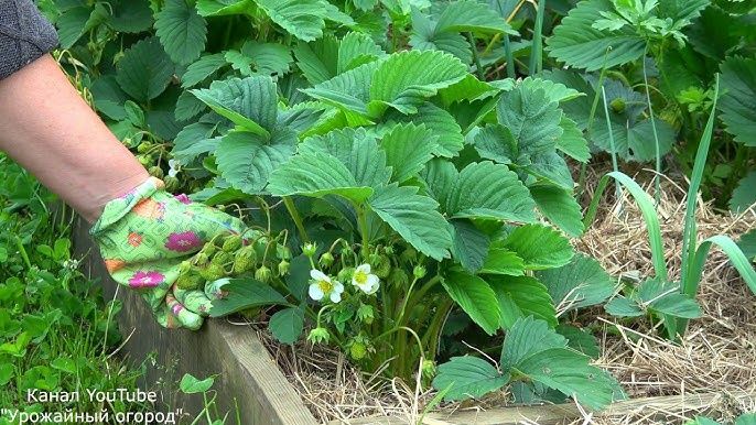 Саженцы клубники  ремонтантной