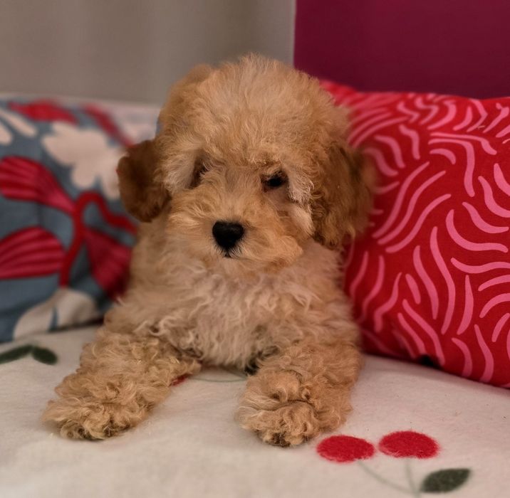 Piesek maltipoo !