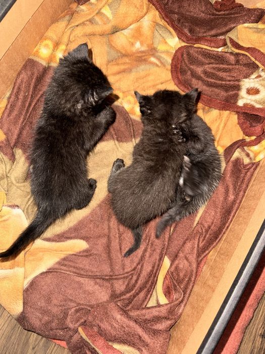 Віддамо в хороші руки котиків