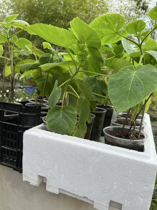 Paulownia elongata