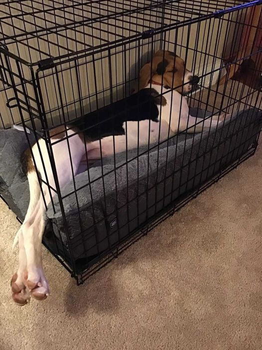 Клітка для собак Польша, клетка переноска вольер для собак ВСІ РОЗМІРИ