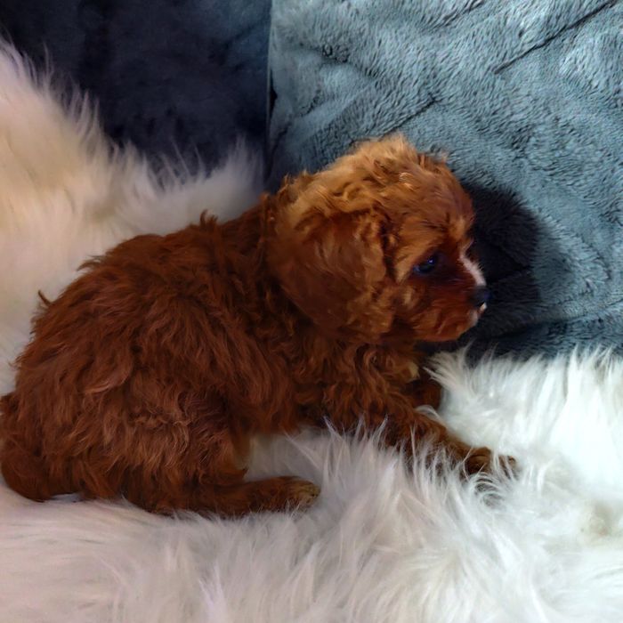 Cavapoo f1 chłopak*małopolska