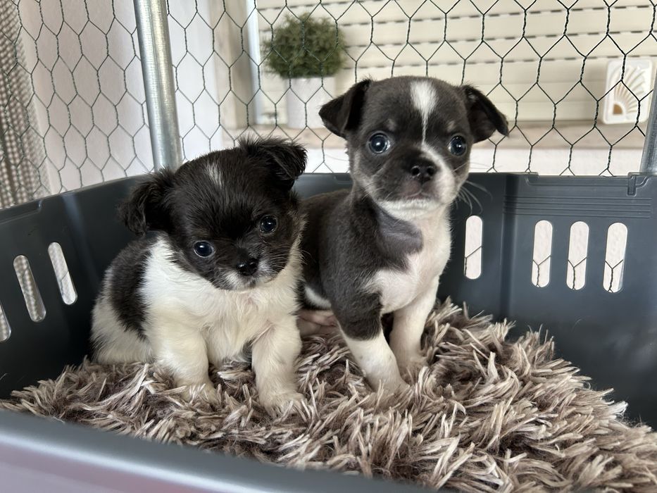 Chihuahua pelo curto lilac