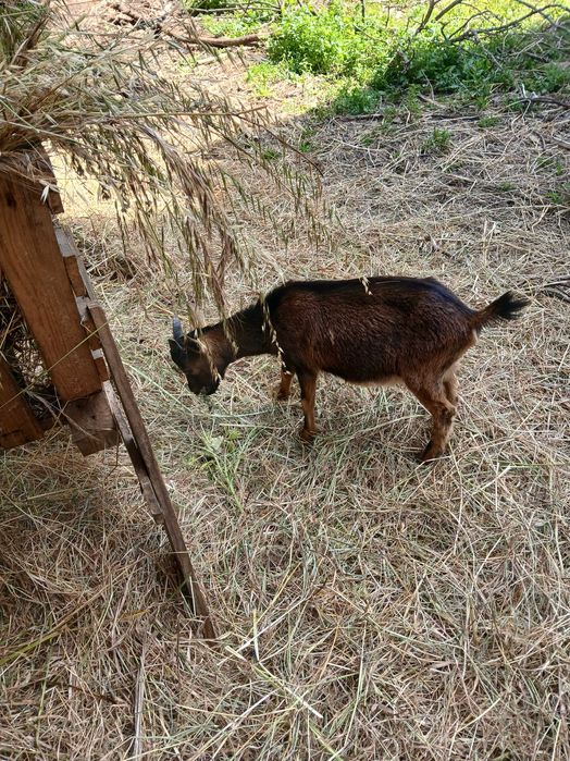 Cabras anans bonitas e desparasitadas