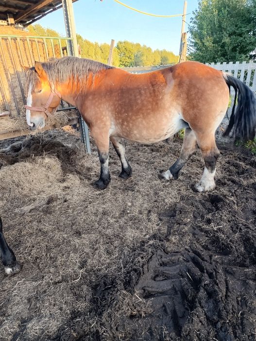 Sprzedam dwie klacze źrebne i roczną źrebice