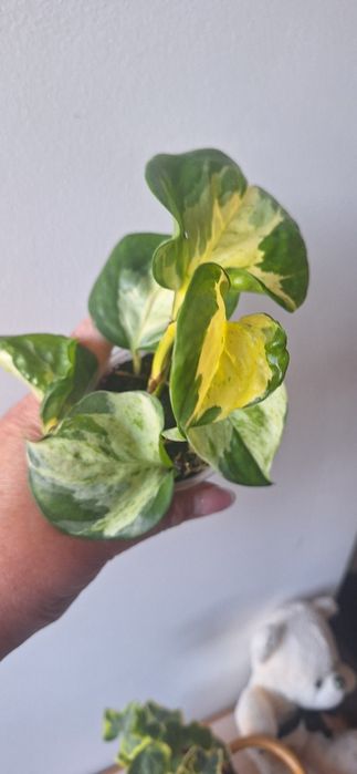 Продам сциндапсус Тайський клон