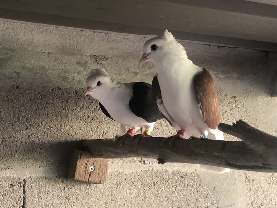 Casal de pombos escudo alemao