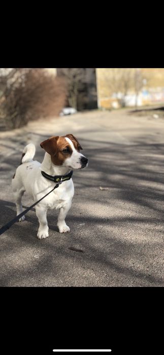 Джек Рассел терьер