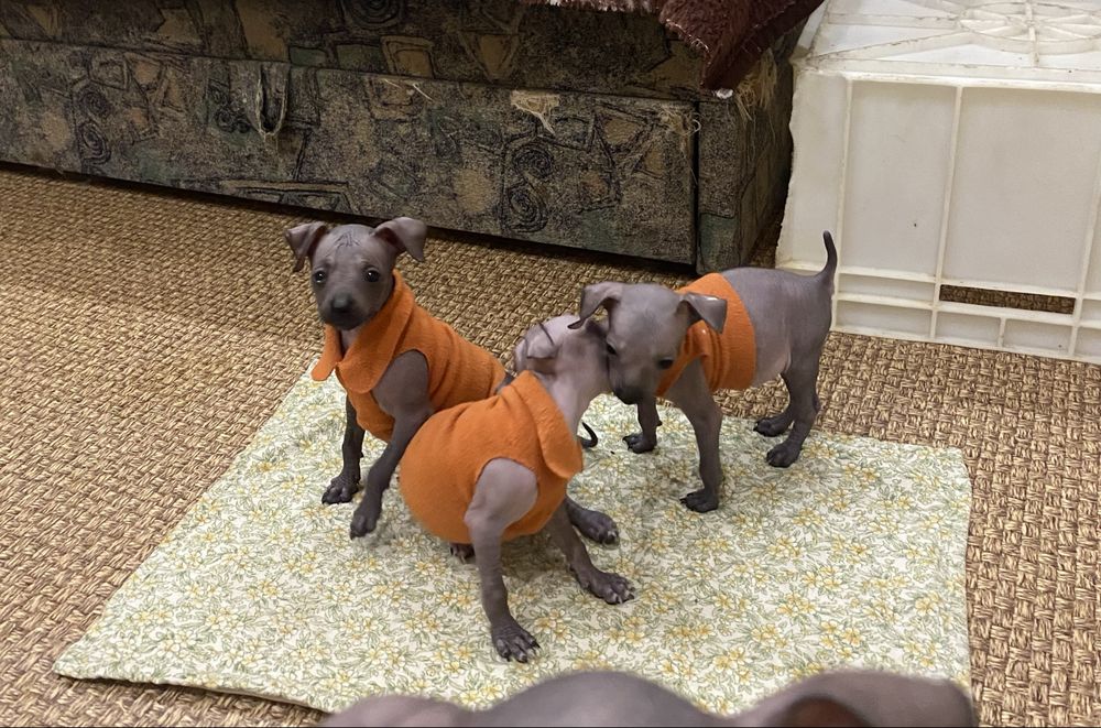 Красивенные мальчики ксоло