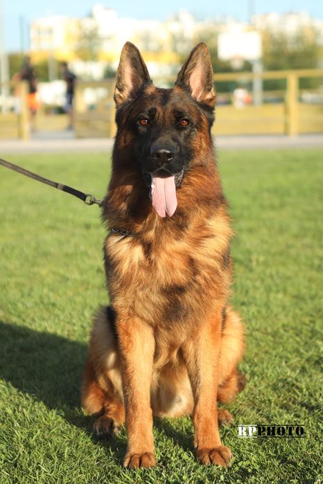 Fêmea Pastor Alemão com LOP e Afixo
