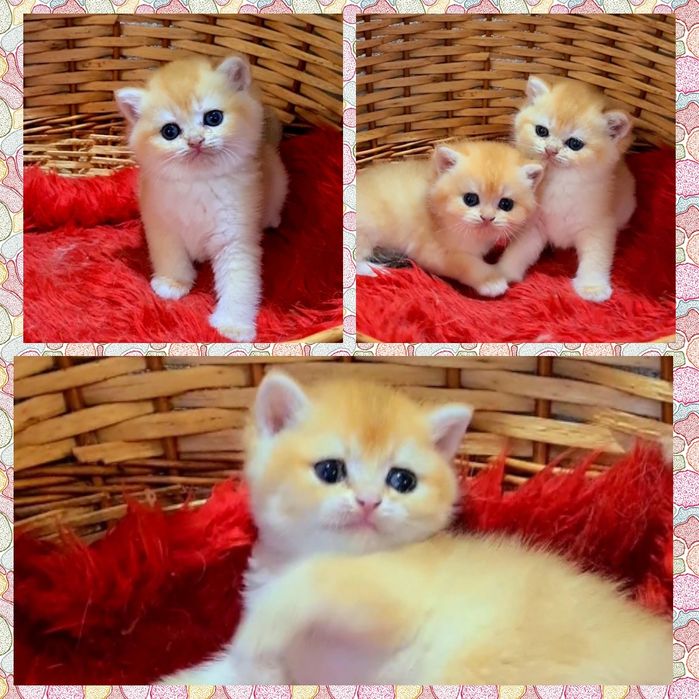 Дууже класнючі кошенята золота шиншила
