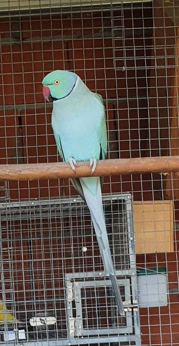 11 Casais adultos Ring neck lote