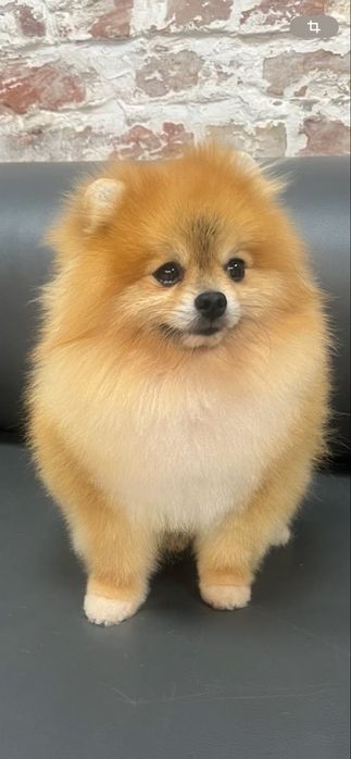 Стрижка собак. Грумінг для ваших улюбленців.