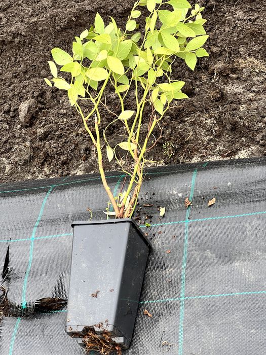 Sadzonki borówki amerykańskiej różne odmiany CAC, paszporty