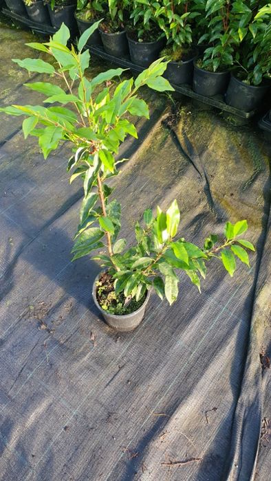 Plantas para sebes Prunus lusitânica