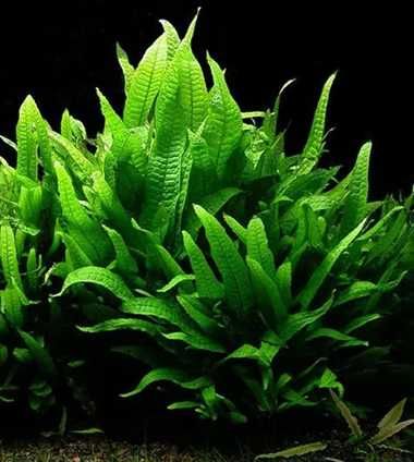 Roślina Microsorium koszyk