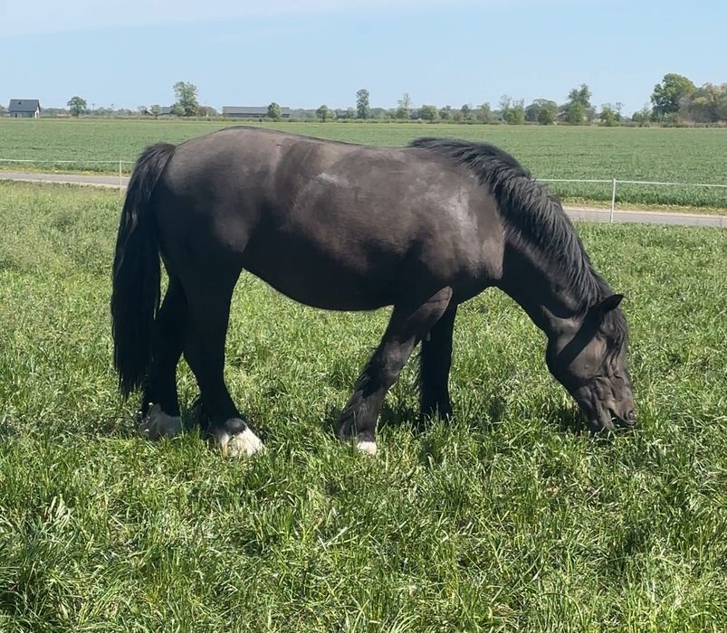 Klacz/klaczki ardenki