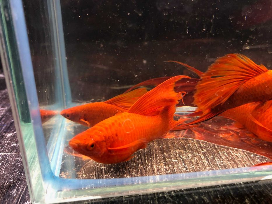 Mieczyk czerwony duże