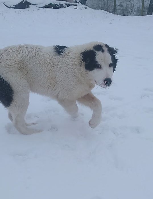 Вязка Среднеазиатского  Алабая,корни Туркменские