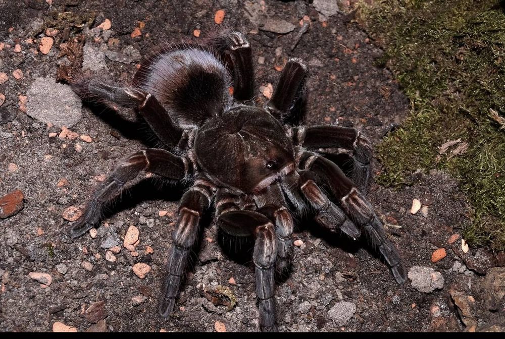 Pamphobeteus sp. Machala L3 ptasznik pająk