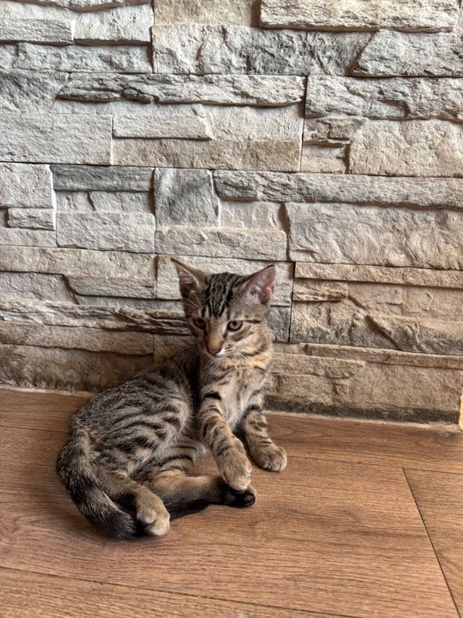 Oddam kocurka w dobre miejsce