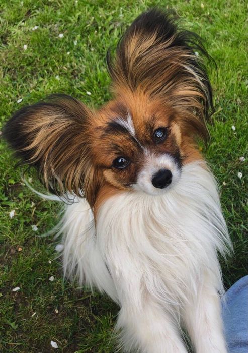 Французький-папійон