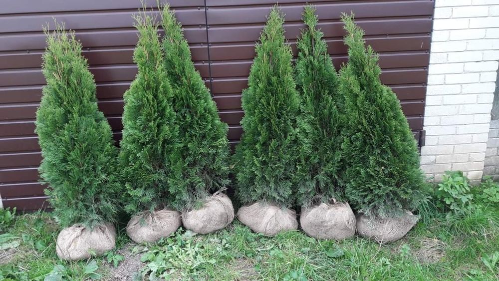 Tuja Szmaragd, Tuje Braband.