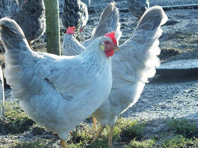 Яйця на інкубацію легорн Ізабелла