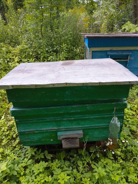 Вулики українські та дадани, рамки.