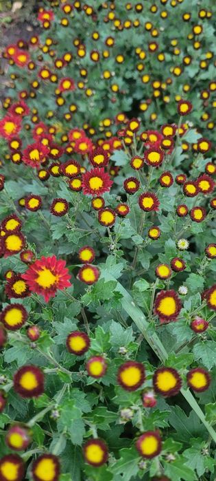 Хризантема мультифлора,  маточні кущі