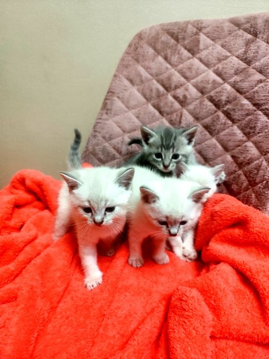 Продам милых  котят