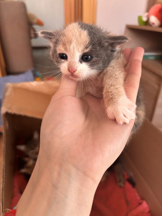 Віддам кошенят.