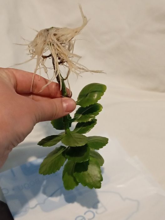 Вазон каланхое розкішний