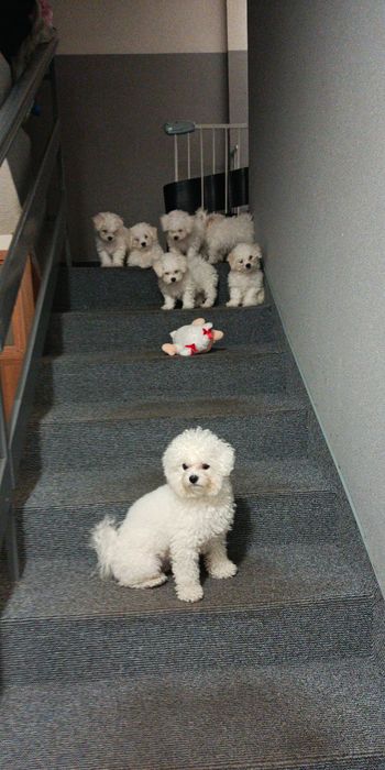 Szczeniak Bischon frize