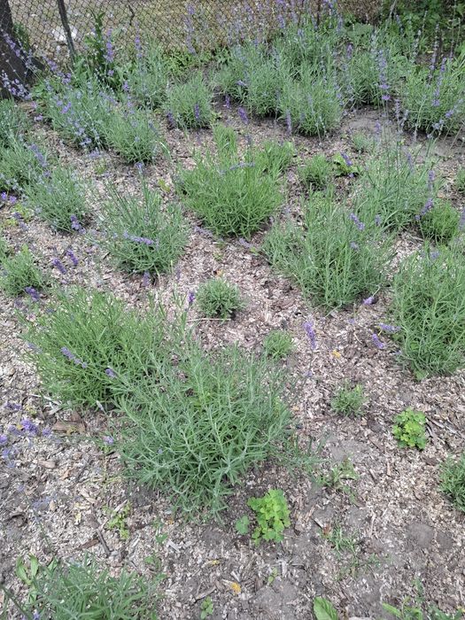 Лаванда Саджанці лаванди