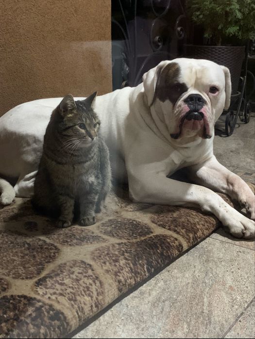 Предлагаю для вязки породистого  кабеля американского бульдога.