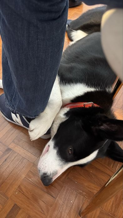 Encontrei: Cachorro docil para adopção