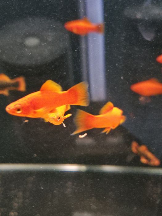 Red Alpha cały miot 2 cm Okazja