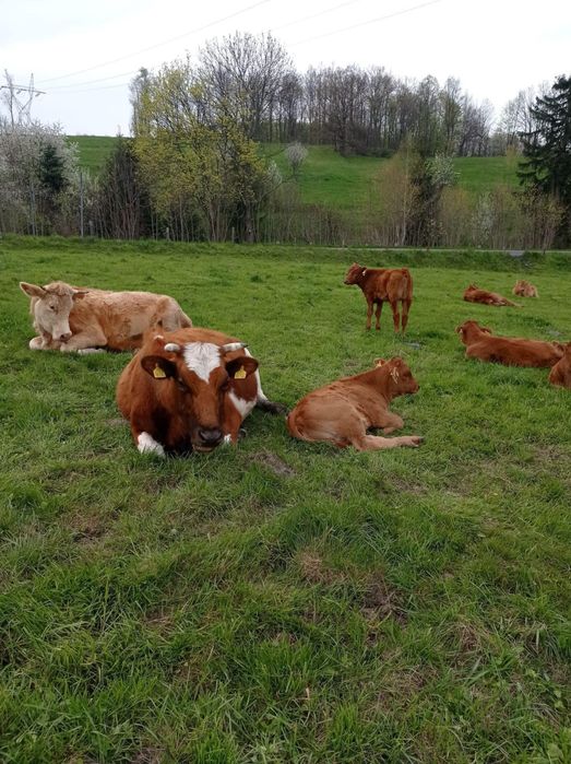 Agroturystyka w Górach Izerskich! 230 zł za domek! Noclegi Karkonosze